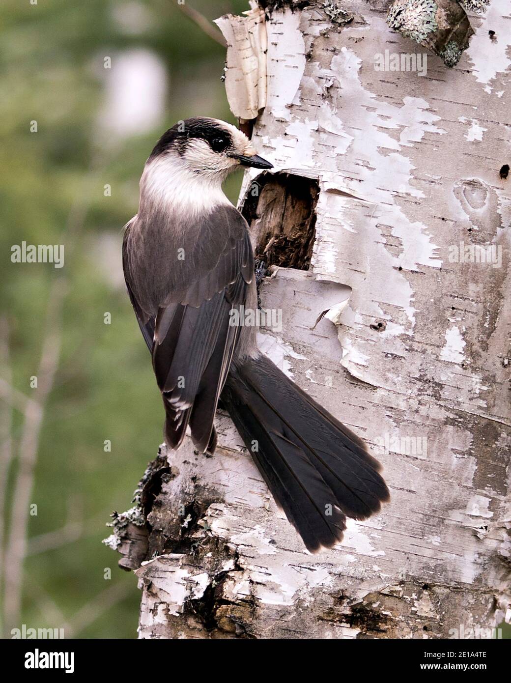 Grey Jay Nahaufnahme Profil Ansicht auf einem Birkenstamm mit einem unscharfen Hintergrund in seiner Umgebung und Lebensraum, zeigt graue Feder Gefieder Flügel. Stockfoto