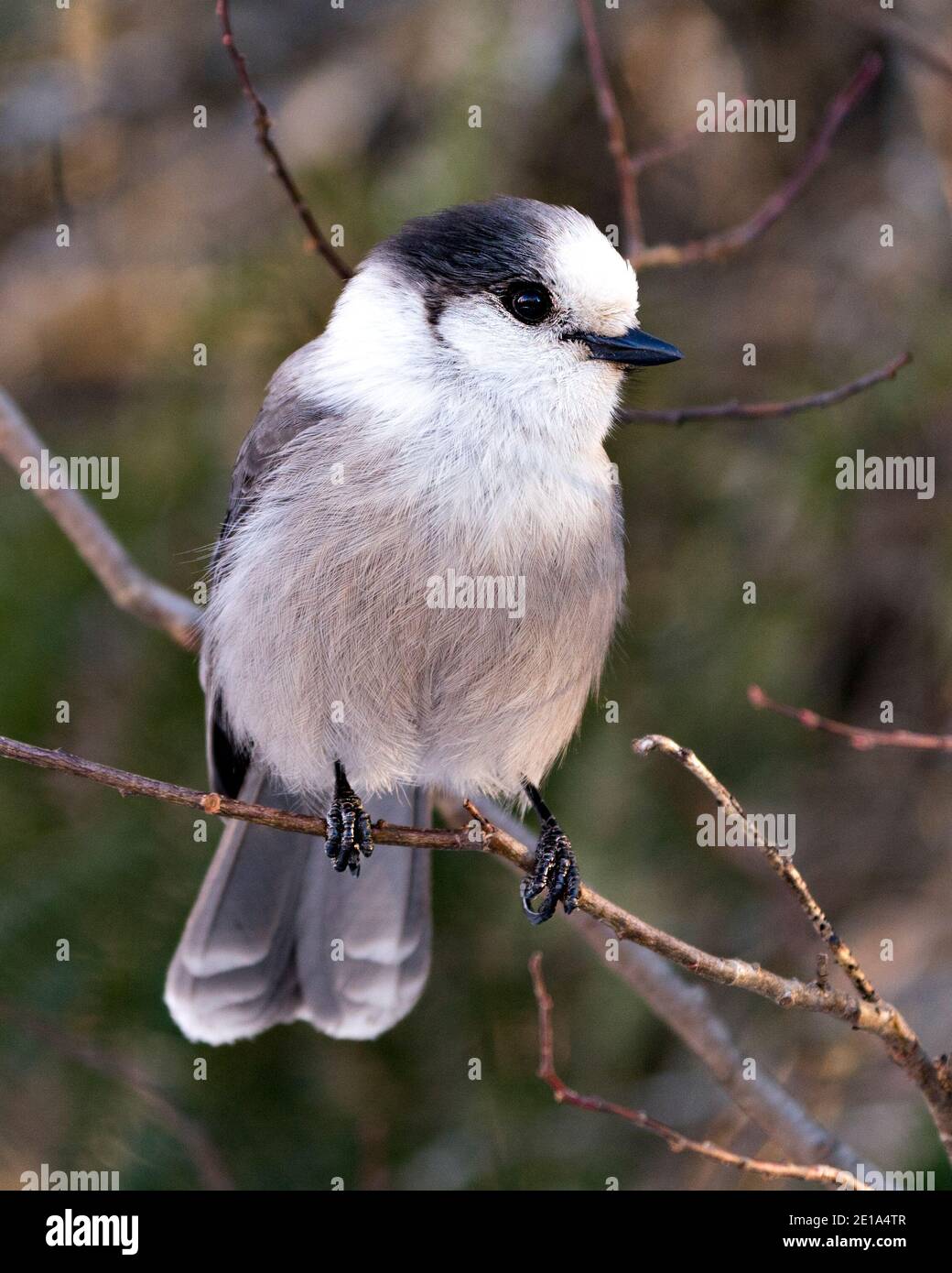 Grey Jay Nahaufnahme Profil Ansicht auf einem Baum Zweig mit einem unscharfen Hintergrund in seiner Umgebung und Lebensraum thront, zeigt graue Feder Gefieder. Bild. Stockfoto