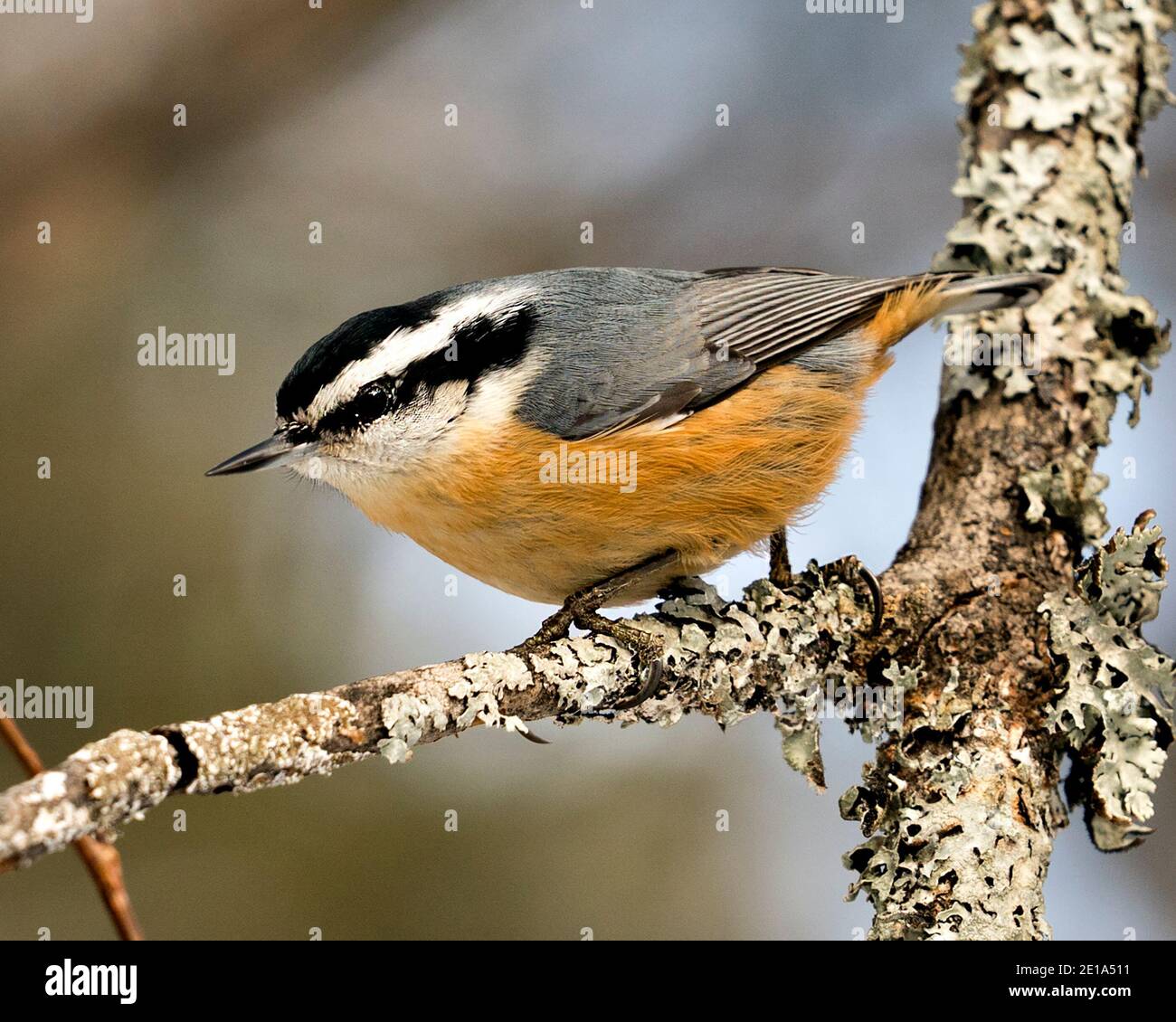 Nahaufnahme eines Nuthatch-Profils, das in seiner Umgebung und seinem Lebensraum auf einem Baumzweig mit einem unscharfen Hintergrund thront und Federgefieder zeigt. Bild. Stockfoto