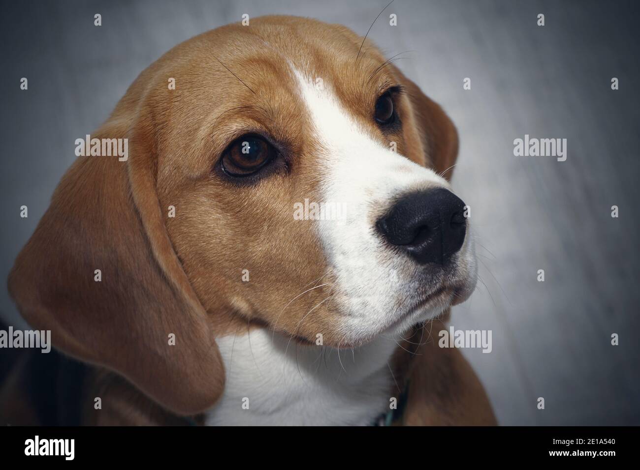 Hund schaut auf Fotos und Bildmaterial in hoher Auflösung Alamy
