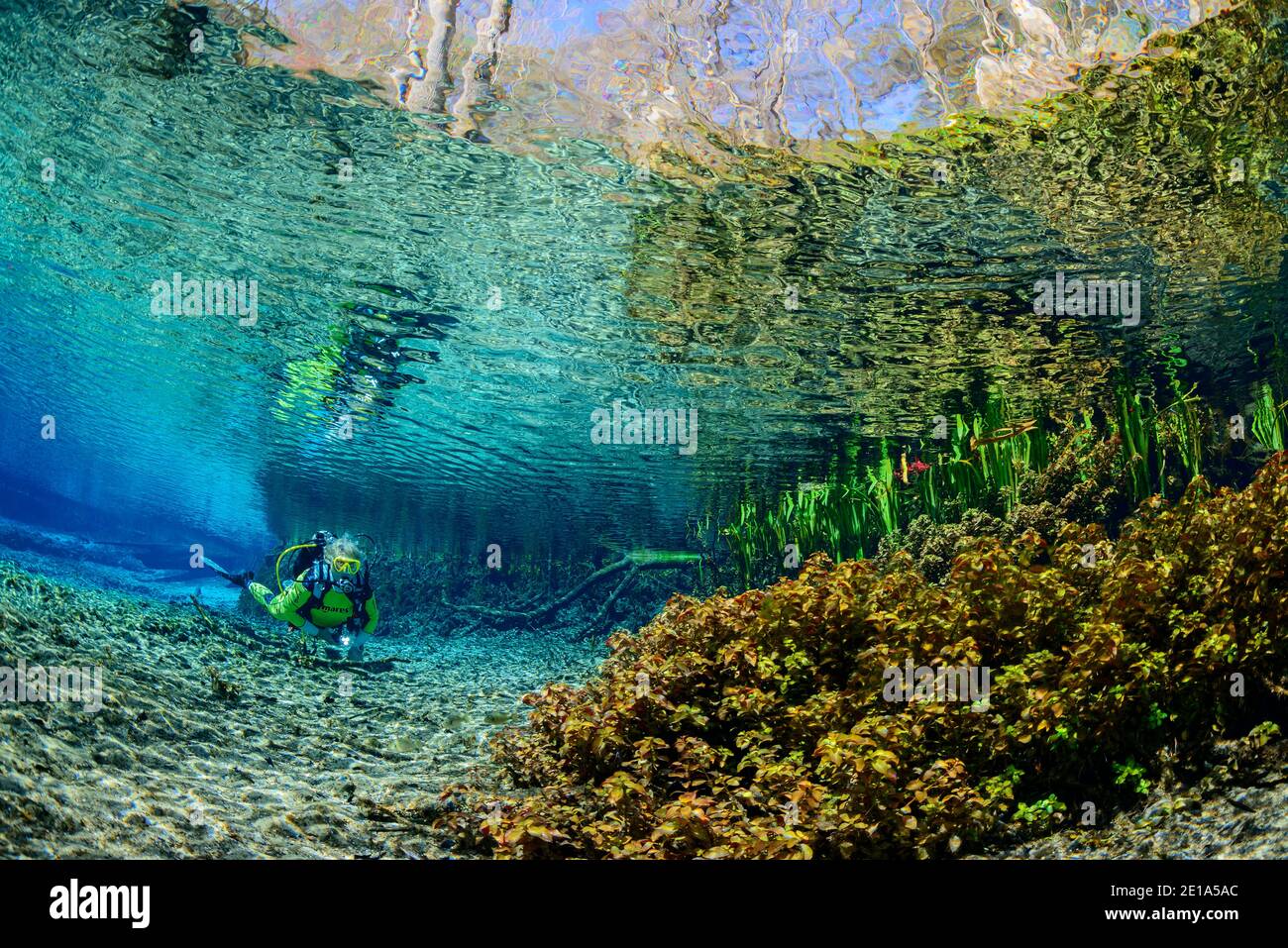 Taucher in Head Spring von Ginnie Spring, High Springs, Gilchrist County, Florida, USA Stockfoto