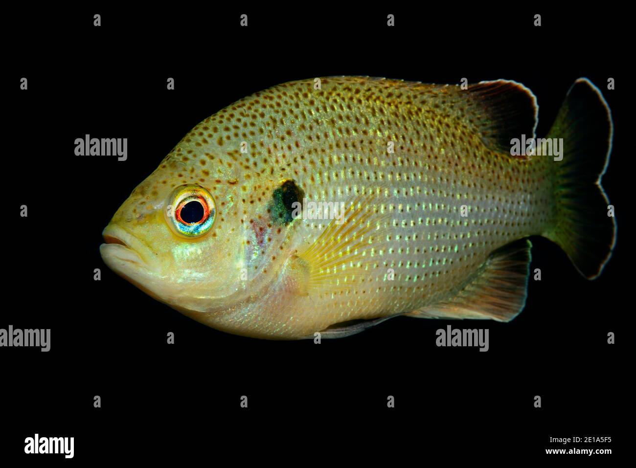 Lepomis gibbosus, Kürbiskerne oder Common Sunfish, Ginnie Spring, High Springs, Gilchrist County, Florida, USA, USA Stockfoto