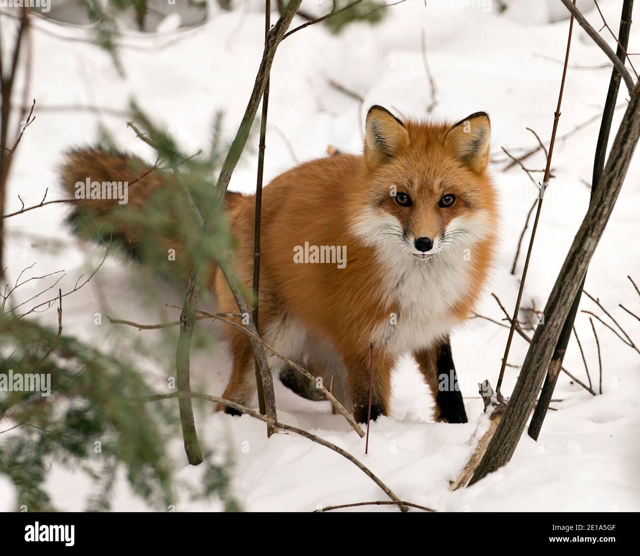 Rotfuchs Blick auf Kamera in der Wintersaison in seiner Umgebung und Lebensraum mit Schnee und Ästen Hintergrund zeigt buschigen Fuchsschwanz, Fell. Fox Im Stockfoto
