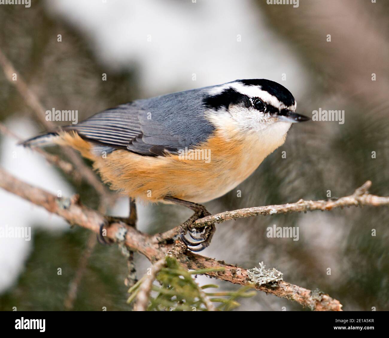 Nahaufnahme eines Nuthatch-Profils, das in seiner Umgebung und seinem Lebensraum auf einem Baumzweig mit einem unscharfen Hintergrund thront und Federgefieder zeigt. Stockfoto