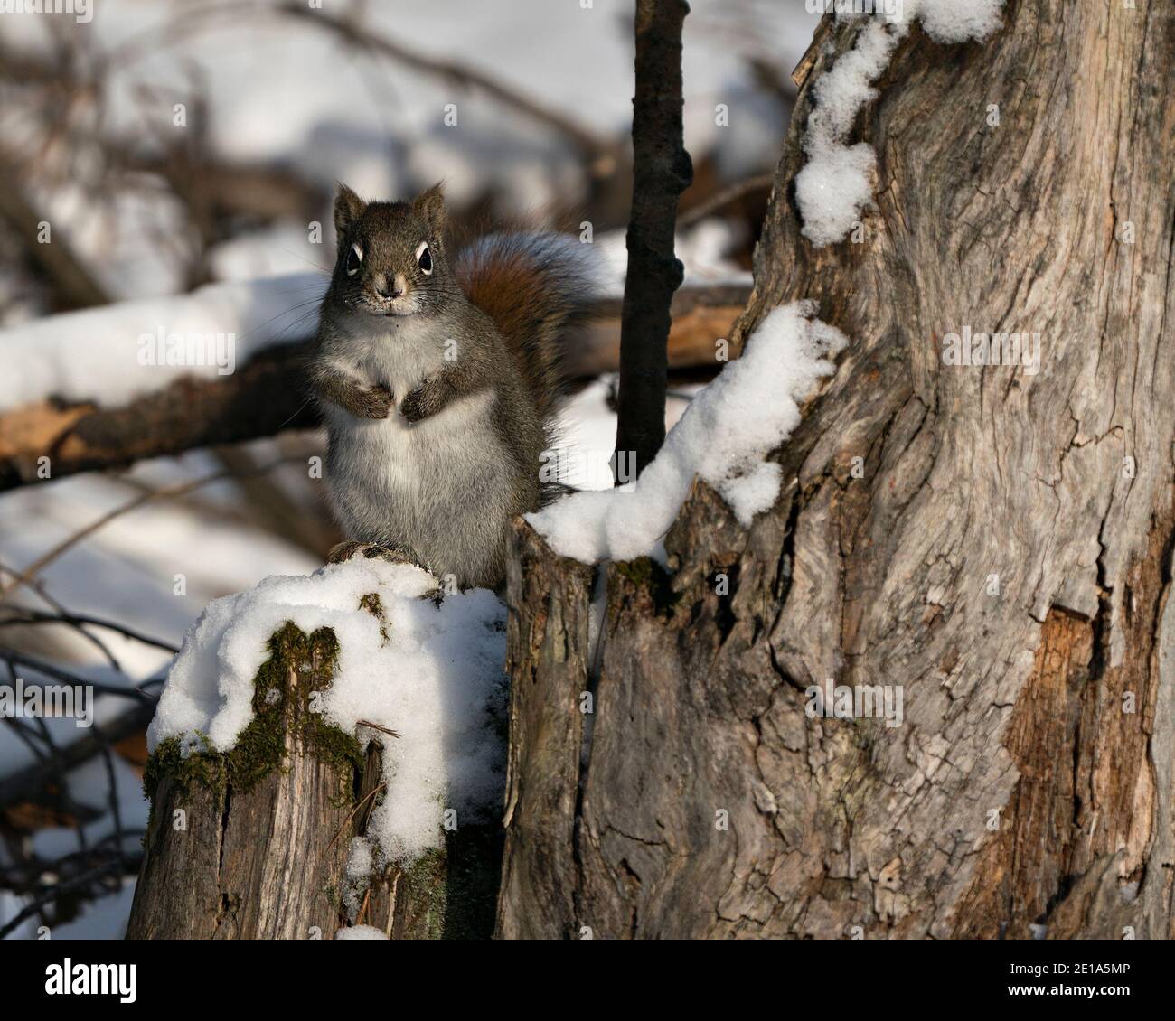 Eichhörnchen Nahaufnahme Profil Ansicht im Wald, sitzen im Schnee mit verschwommenem Hintergrund zeigt seine braunen Fell, in seinem Lebensraum und Umgebung. Bild Stockfoto