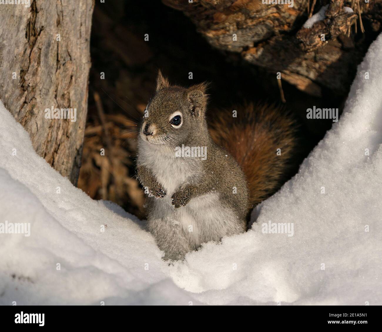 Eichhörnchen Nahaufnahme Profil Ansicht im Wald, sitzt im Schnee mit Höhle Eingang Hintergrund, zeigt seine braunen Fell, in seinem Lebensraum. Stockfoto