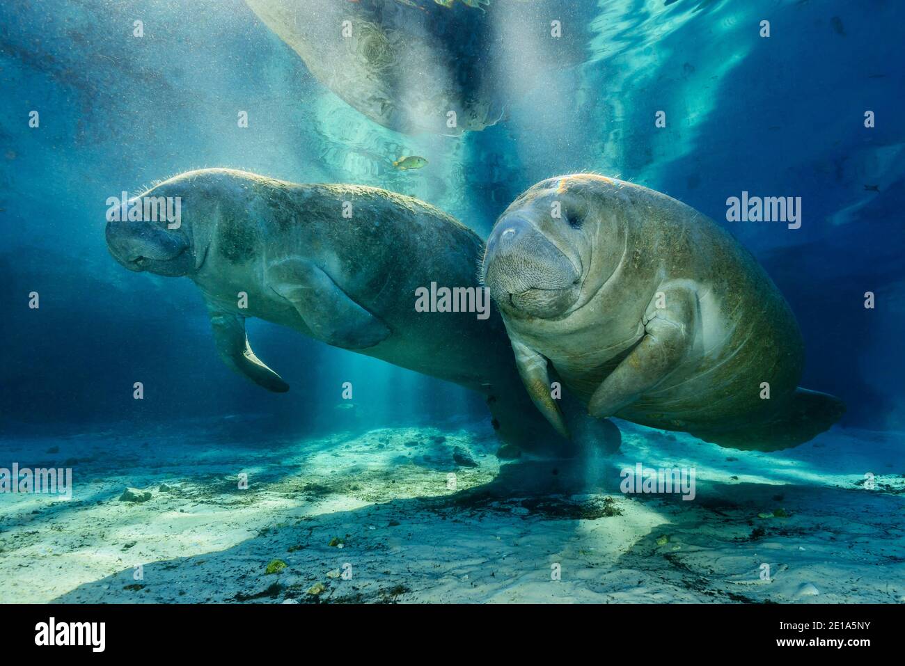 Trichechus manatus latirostris, Westindische Manatee, Three Sisters, Kings Bay, Crystal River, Citrus County, Florida, USA Stockfoto