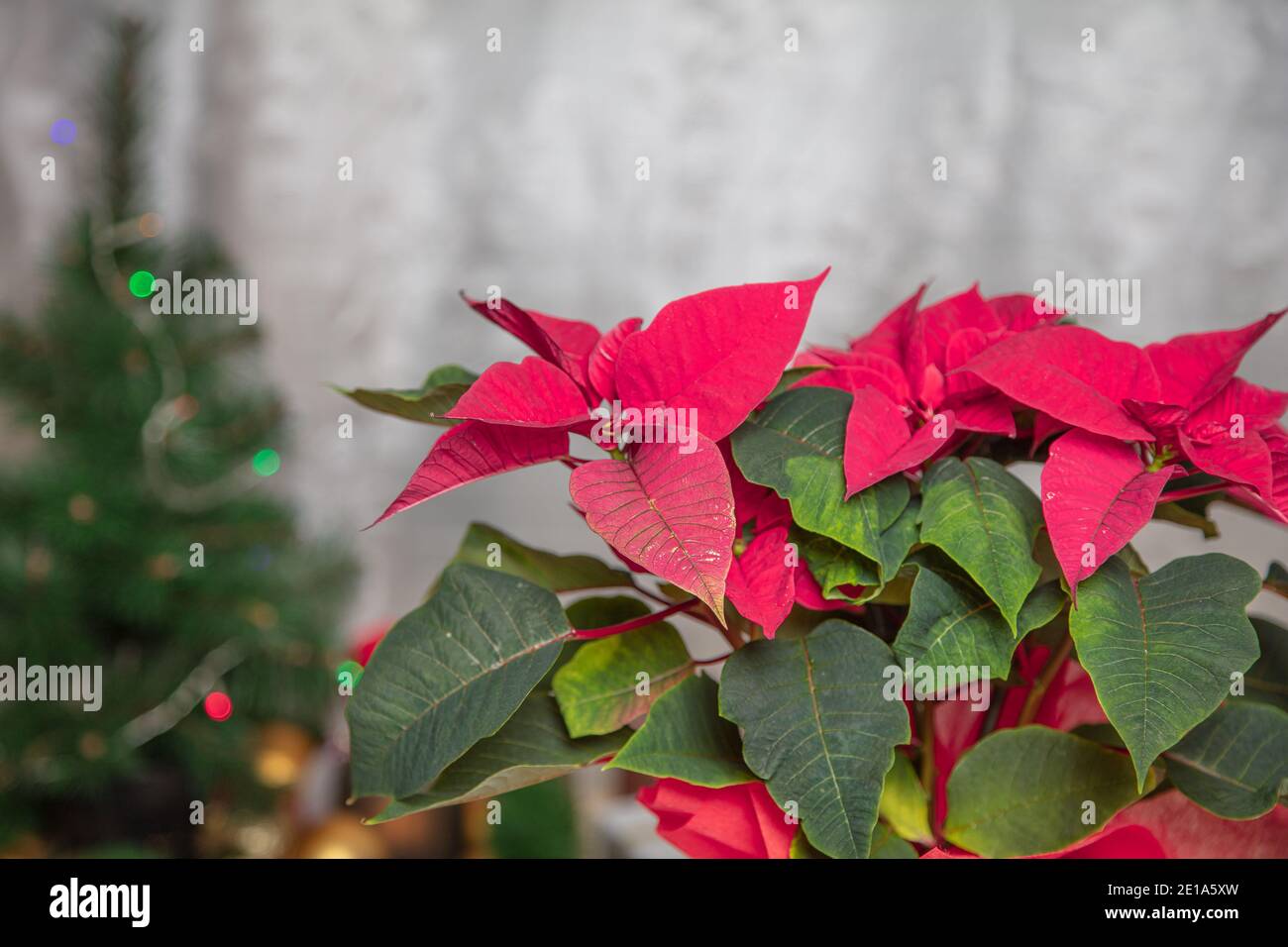 Rote Blume Weihnachtsstern Hintergrund Geschmückt Weihnachtsbaum Happy New Year Konzept. Hochwertige Fotos Stockfoto