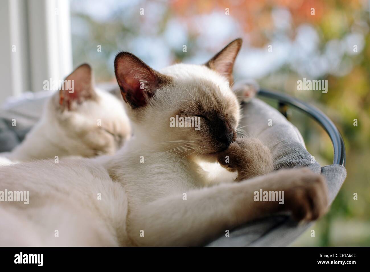 Zwei Siamkatzen sitzen an einem Fenster mit einem nachdenklichen Pose Stockfoto