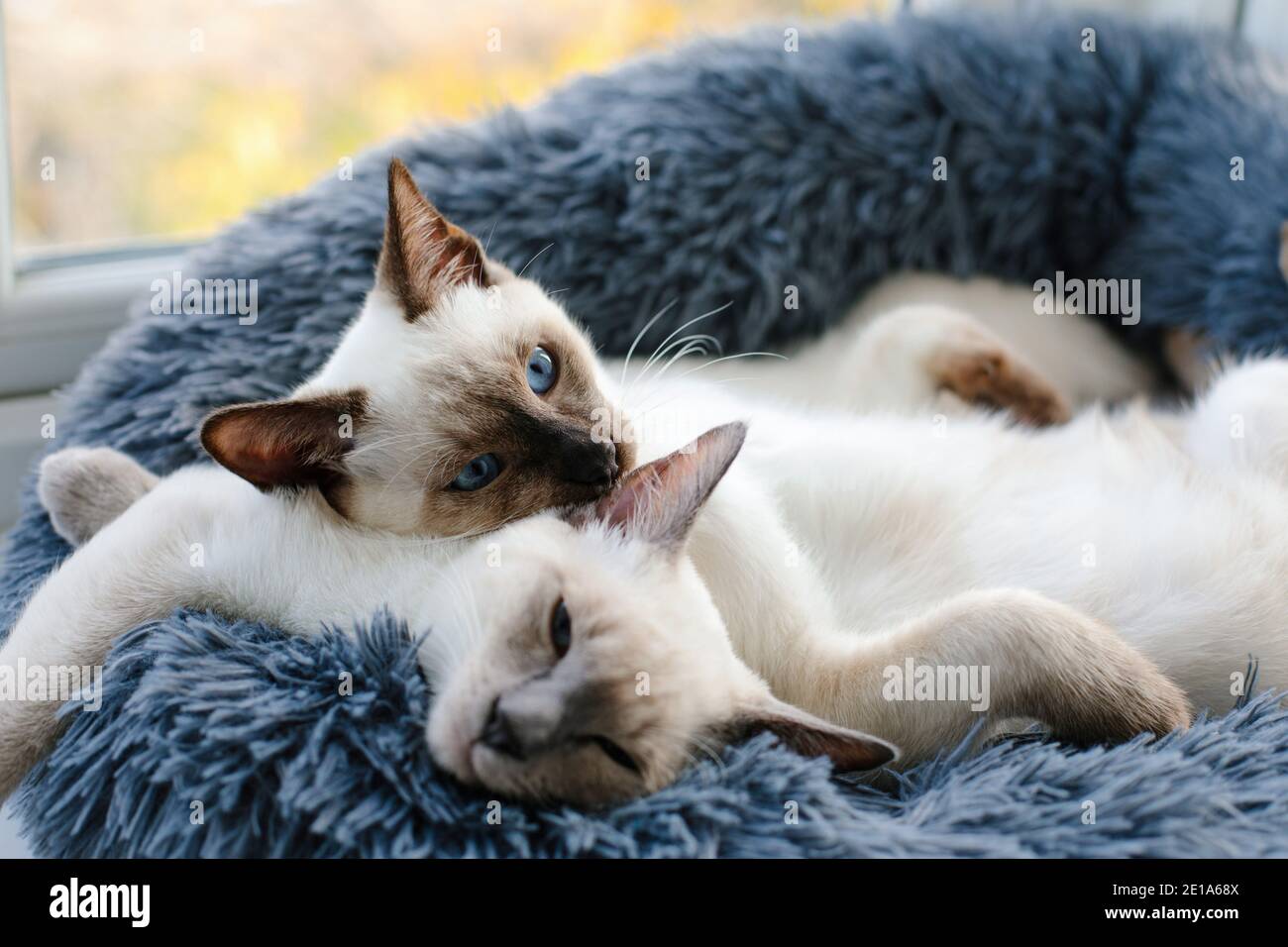 Zwei siamesische Kätzchen schlafen nebeneinander in einem Graues Katzenbett an einem Fenster Stockfoto