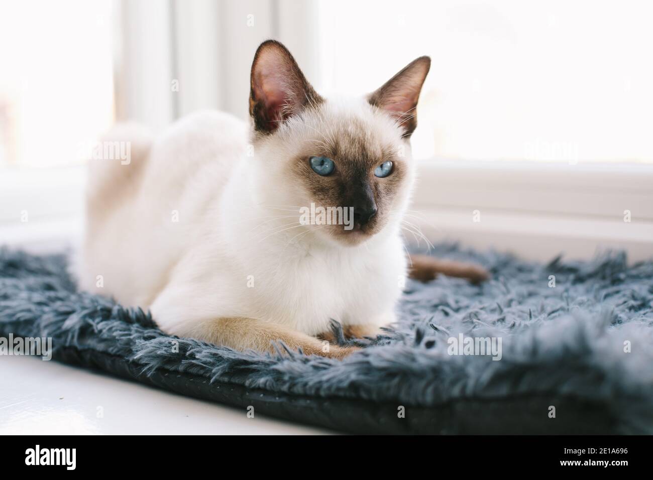 Eine 6 Monate alte traditionelle Chocolate Point Siamkatze sitzt in Ein  Fenster, das nach vorne blickt Stockfotografie - Alamy