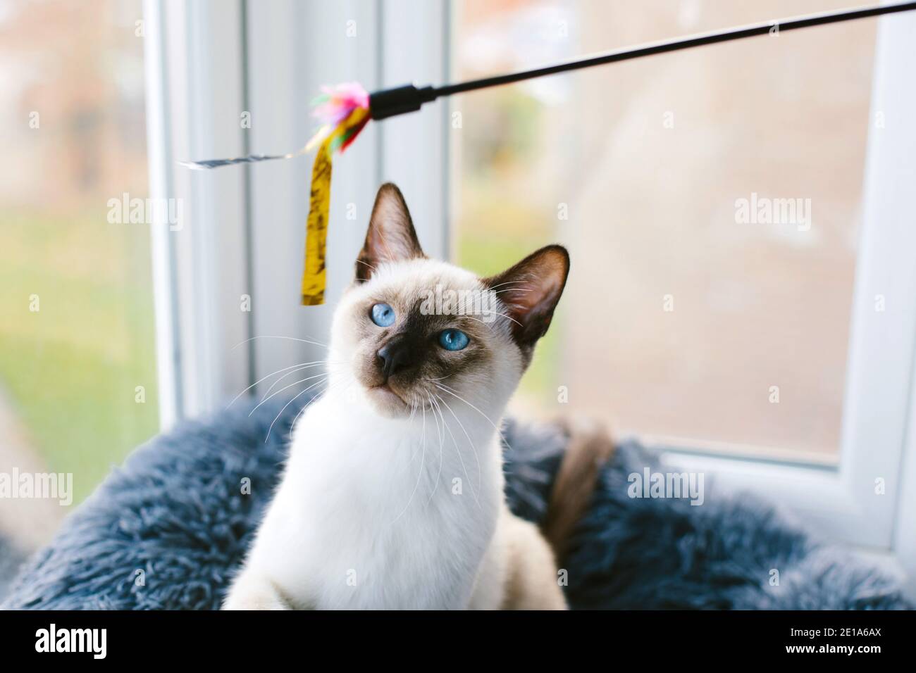 Eine 6 Monate alte Siamkatze starrt auf ein Katzenspielzeug Stockfoto