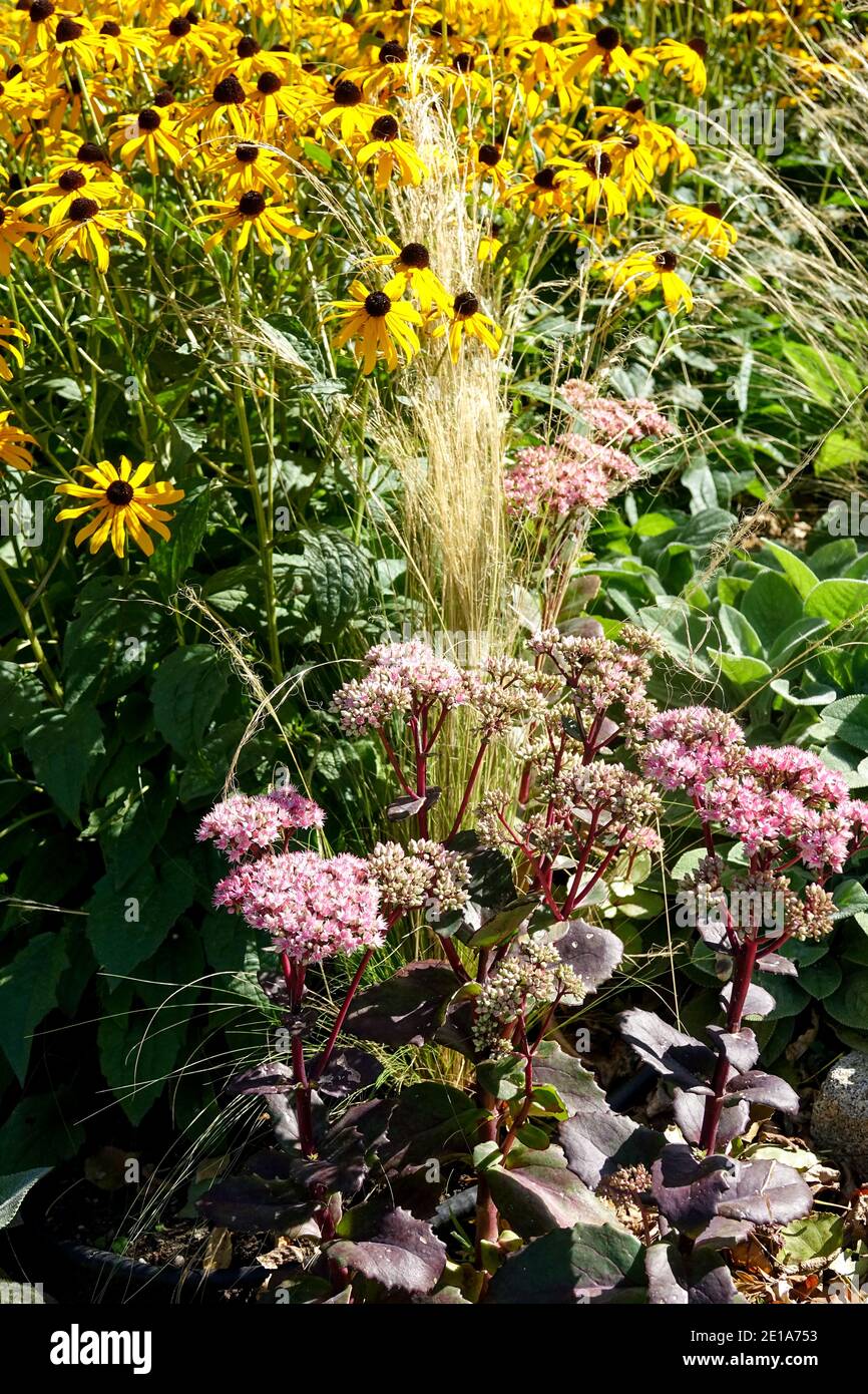 Krautige Grenze Sedum Rudbeckias Sommer mehrjährige Pflanzen Garten Stockfoto