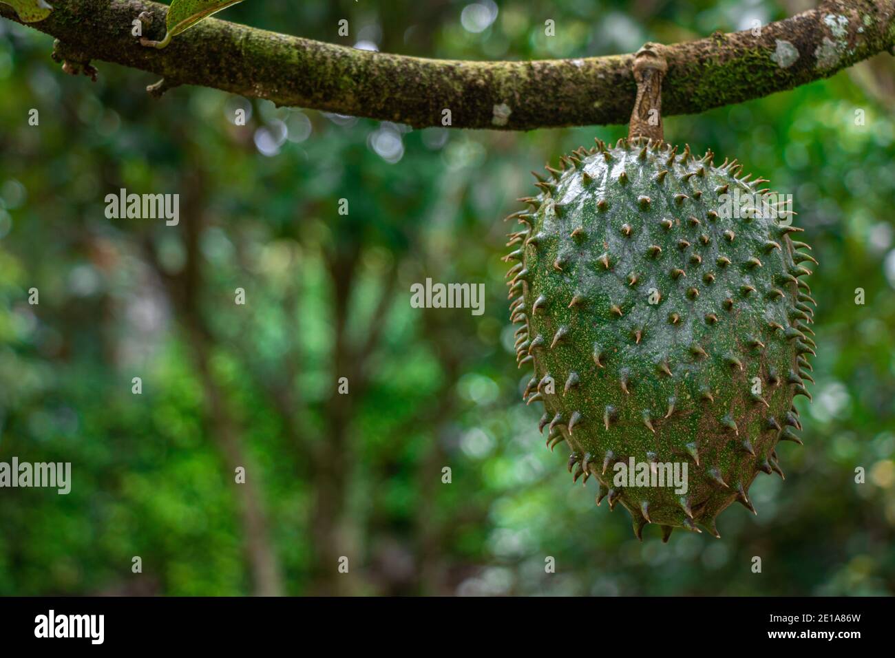 Detaillierte Trübung eines noch am Baum hängenden Saursops Zeigt seine harte und dicke Schale viele Dornen Stockfoto