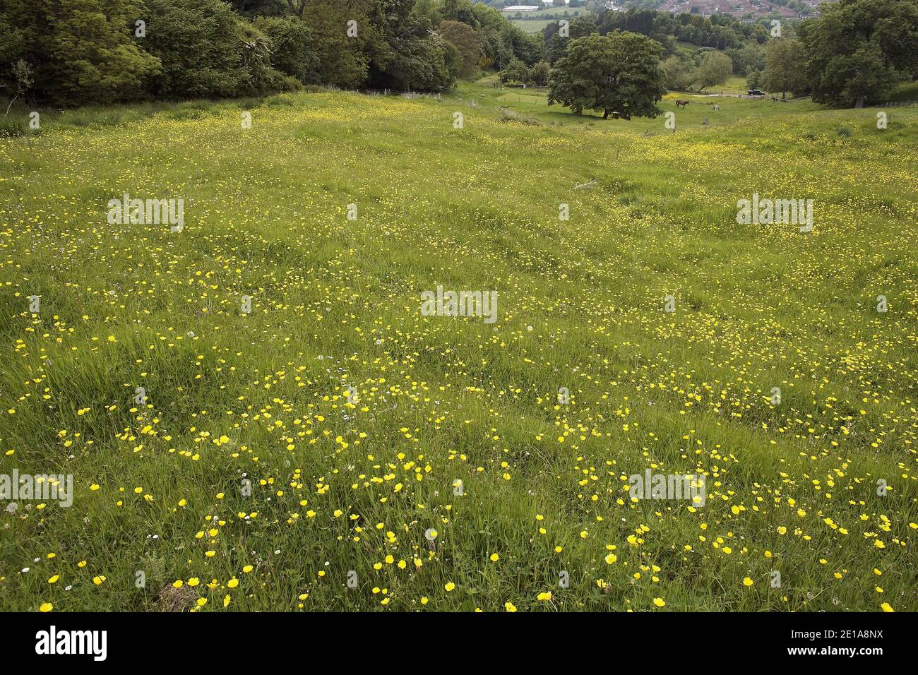 Panoramablick von der Spitze des Cooper's Hill, dem Startpunkt des berühmten Cheese Rolling Contest, Gloucestershire, England Stockfoto