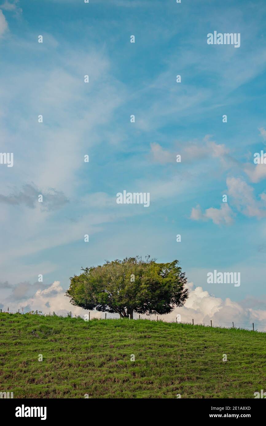 Eine wunderschöne Landschaft mit einem einzigartigen Baum auf dem Hügel mit einem wunderschönen blauen Himmel Hintergrund viel Baumwolle wie Wolken, Almos Stockfoto