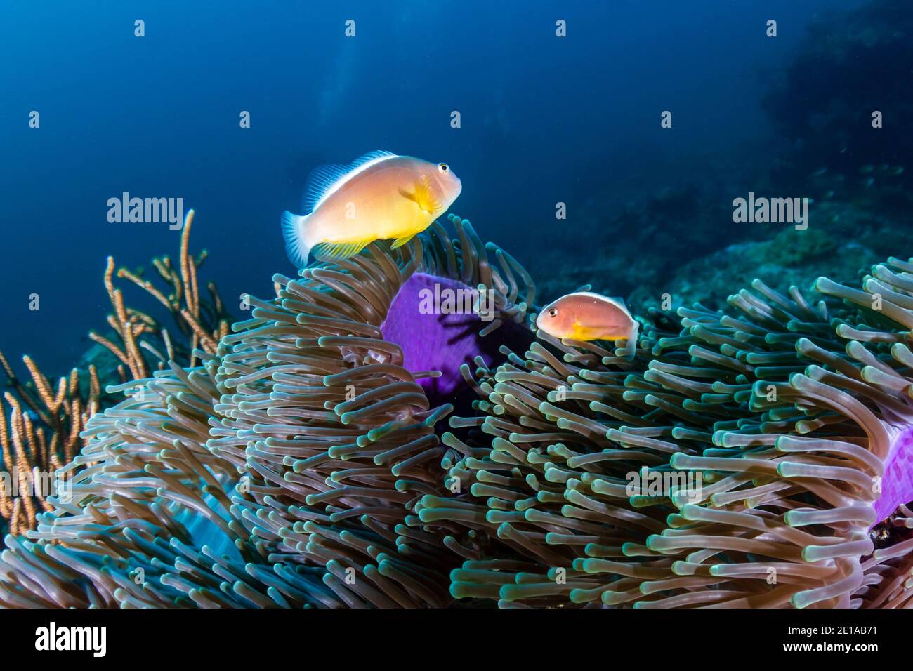 Familie von Skunk Clownfish in ihrem Zuhause Anemone auf einem Korallenriff. Stockfoto