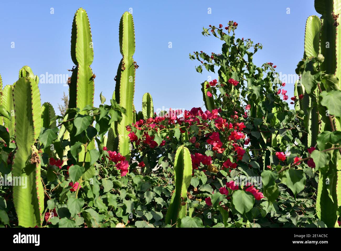 Kaktus teilweise mit roten Bougainvillea überwuchert Stockfoto