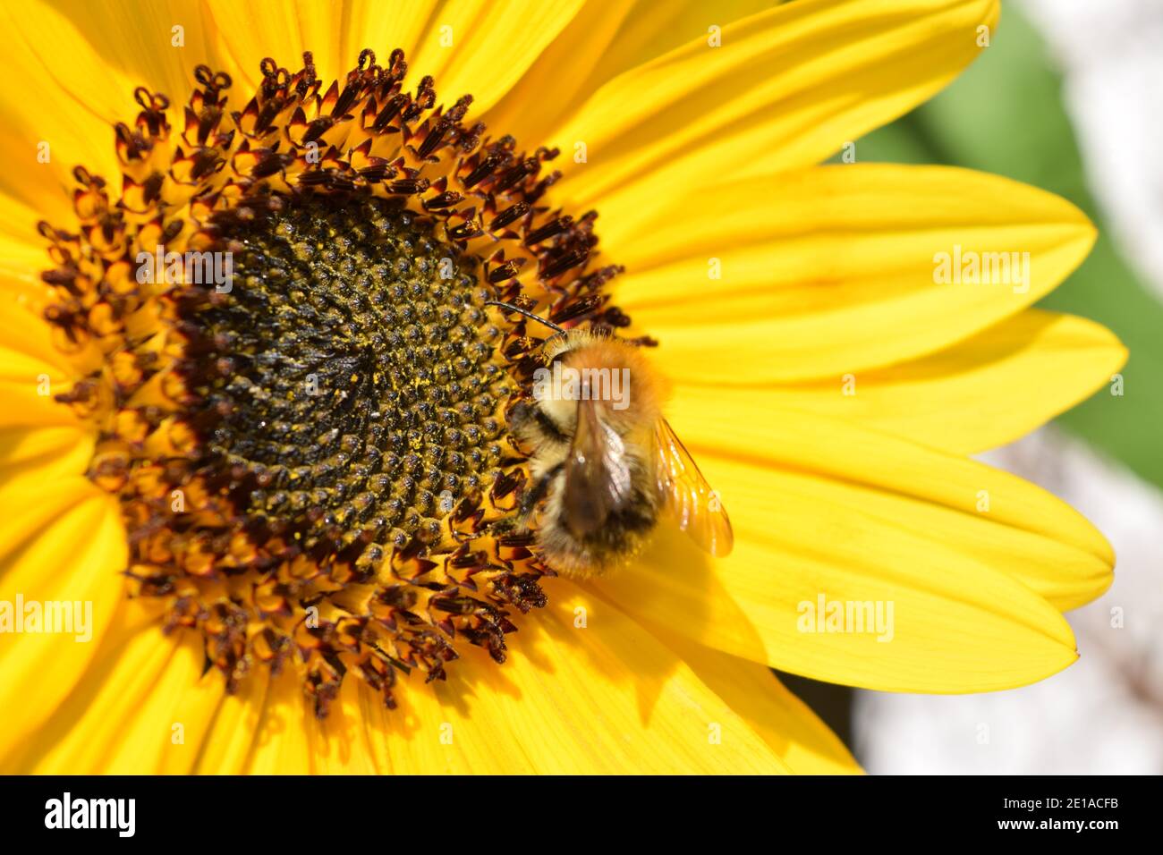 Sonnenblume Nahaufnahme mit Biene Stockfoto