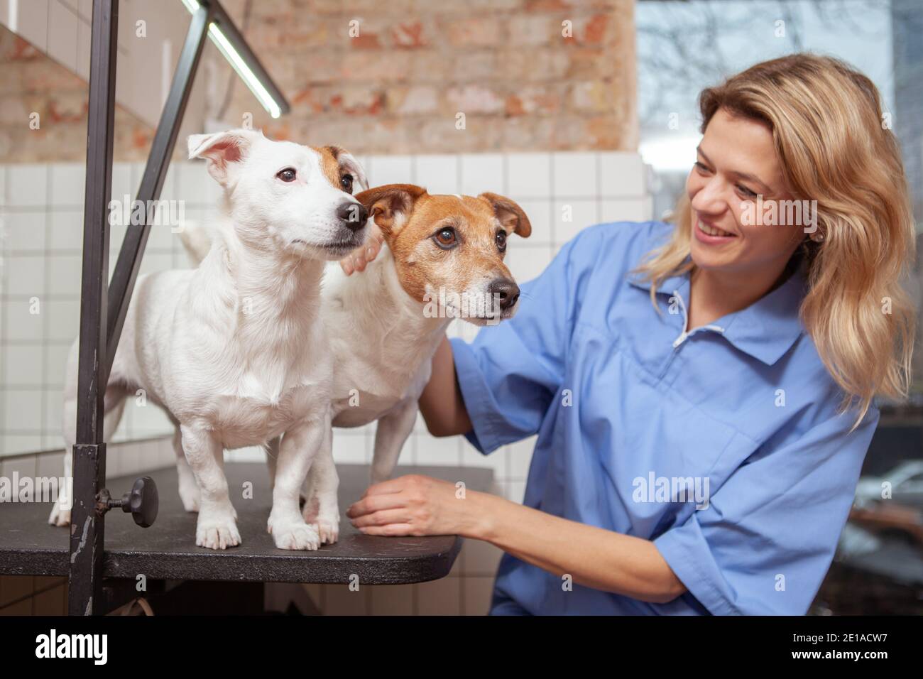 Tierarzt Für Hunde In Der Nähe