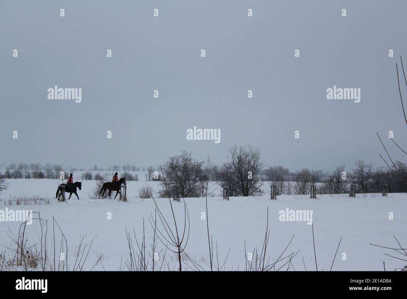 Reiten auf zwei schwarzen Pferden im Schnee im Winter wunderland Stockfoto