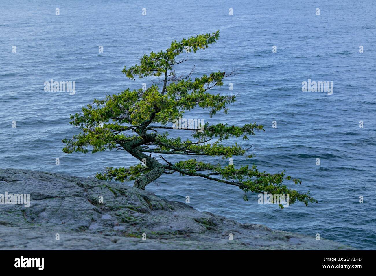 Lone Douglas Fichte, Juniper Point, Lighthouse Park, West Vancouver, British Columbia, Kanada Stockfoto