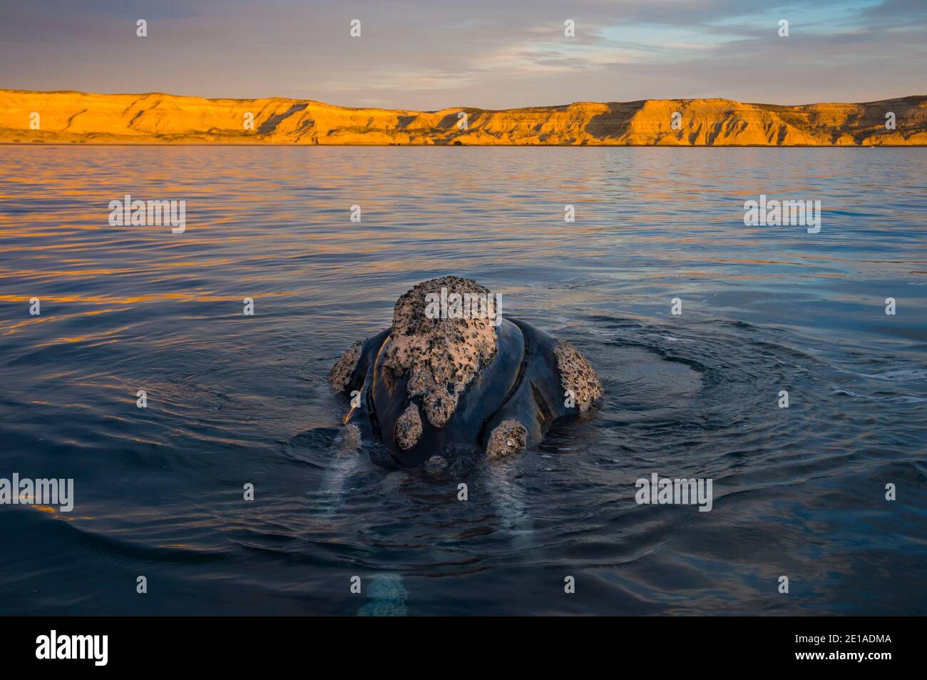 Right Wal, Patagonien, Argentinien Stockfoto