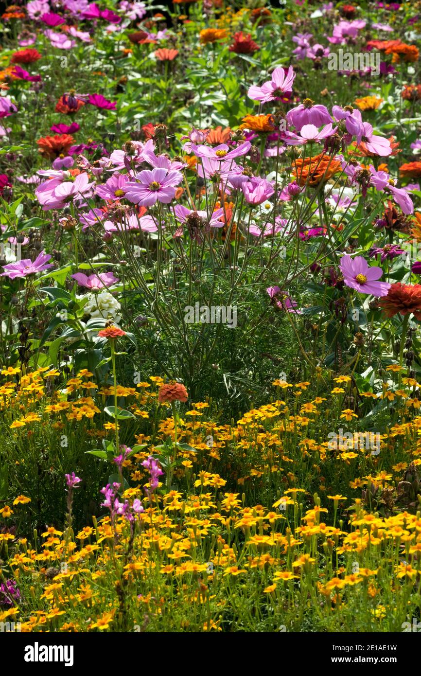 Krautige Grenze Sommer jährliche Blumen Cosmos Marigolds Stockfoto