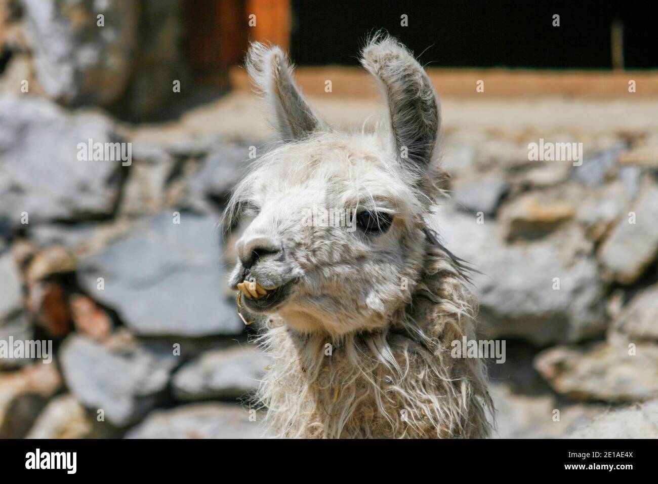 Weißer lama mit verzerrten Unterzähnen in der Türkei Stockfotografie