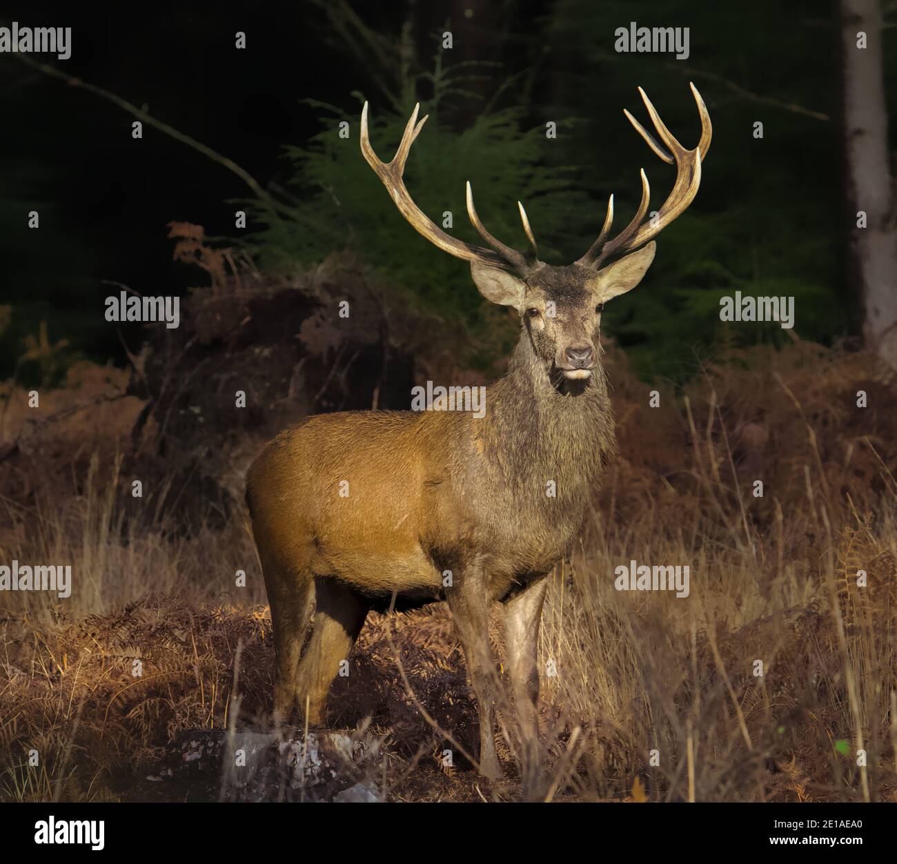 Rüde Rothirsch Hirsch, Cervus elaphus, mit großen Antlers stehen in EINEM Wald gegenüber der Kamera von der Sonne beleuchtet. New Forest UK Stockfoto