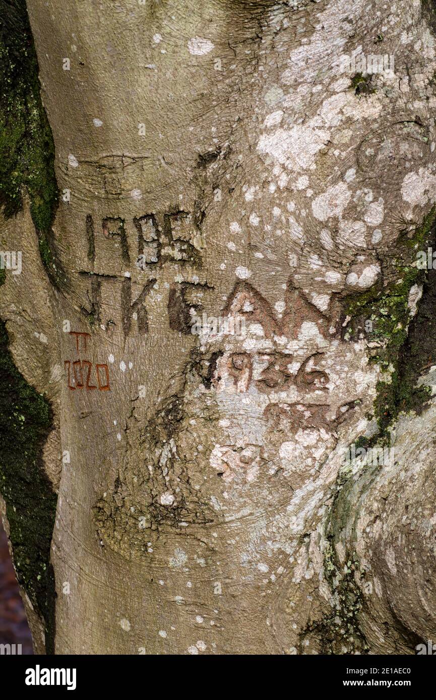 Pre-WarTree Graffiti bestehend aus Namen und Daten in EINEM Baumstamm aus 1936 bis 2020 geschnitzt. New Forest Großbritannien Stockfoto