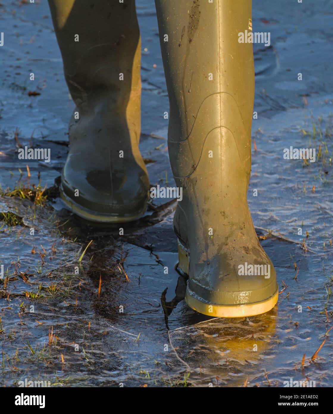 Nahaufnahme Aufnahme EINER Person in Green Wellington BootsSpaziergang durch EINEN gefrorenen Puddle Brechen und Knacken des Eises. New Forest Großbritannien Stockfoto
