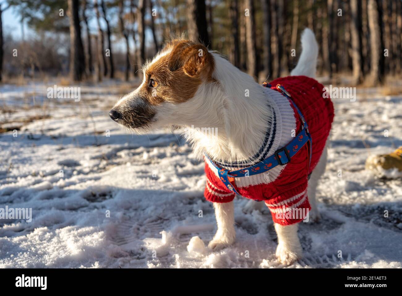 Jack russell Terrier tragen in roten Pullover beim Gehen mit Schnee im Winter Stockfoto