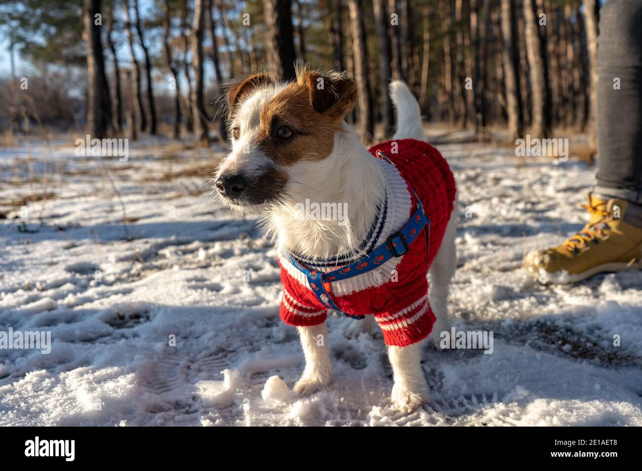 Jack russell Terrier tragen in roten Pullover beim Gehen mit Schnee im Winter Stockfoto