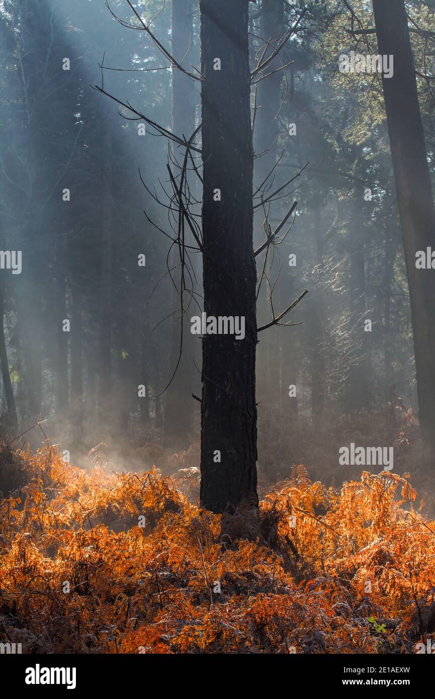 Silhouette EINER Kiefer von der Sonne im Hintergrund beleuchtet in EINEM Wald mit Toten Bracken mit Sonnenstrahlen an einem misty kalten Morgen. New Forest Großbritannien Stockfoto