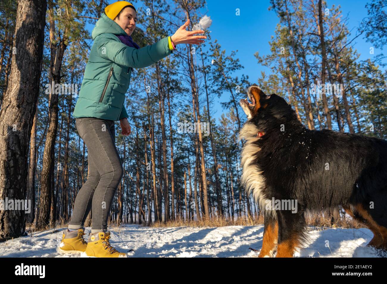 Junge Frau spielt mit Berner Sennenhund beim Spazierengehen Snowpark im Winter Stockfoto