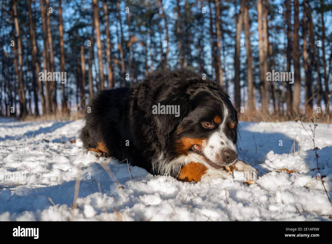 berner Berghund mit Schnee auf der Nase bei winterverschneitem Wetter. Lustiges Haustier liegt im Schnee driftet Stockfoto