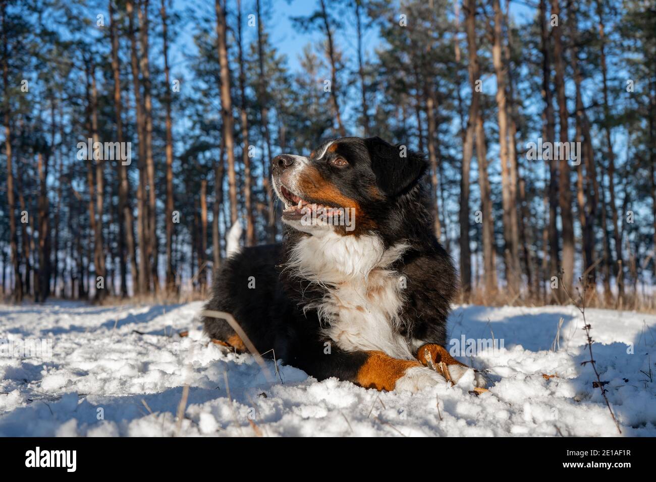 berner Berghund mit Schnee auf der Nase bei winterverschneitem Wetter. Lustiges Haustier liegt im Schnee driftet Stockfoto