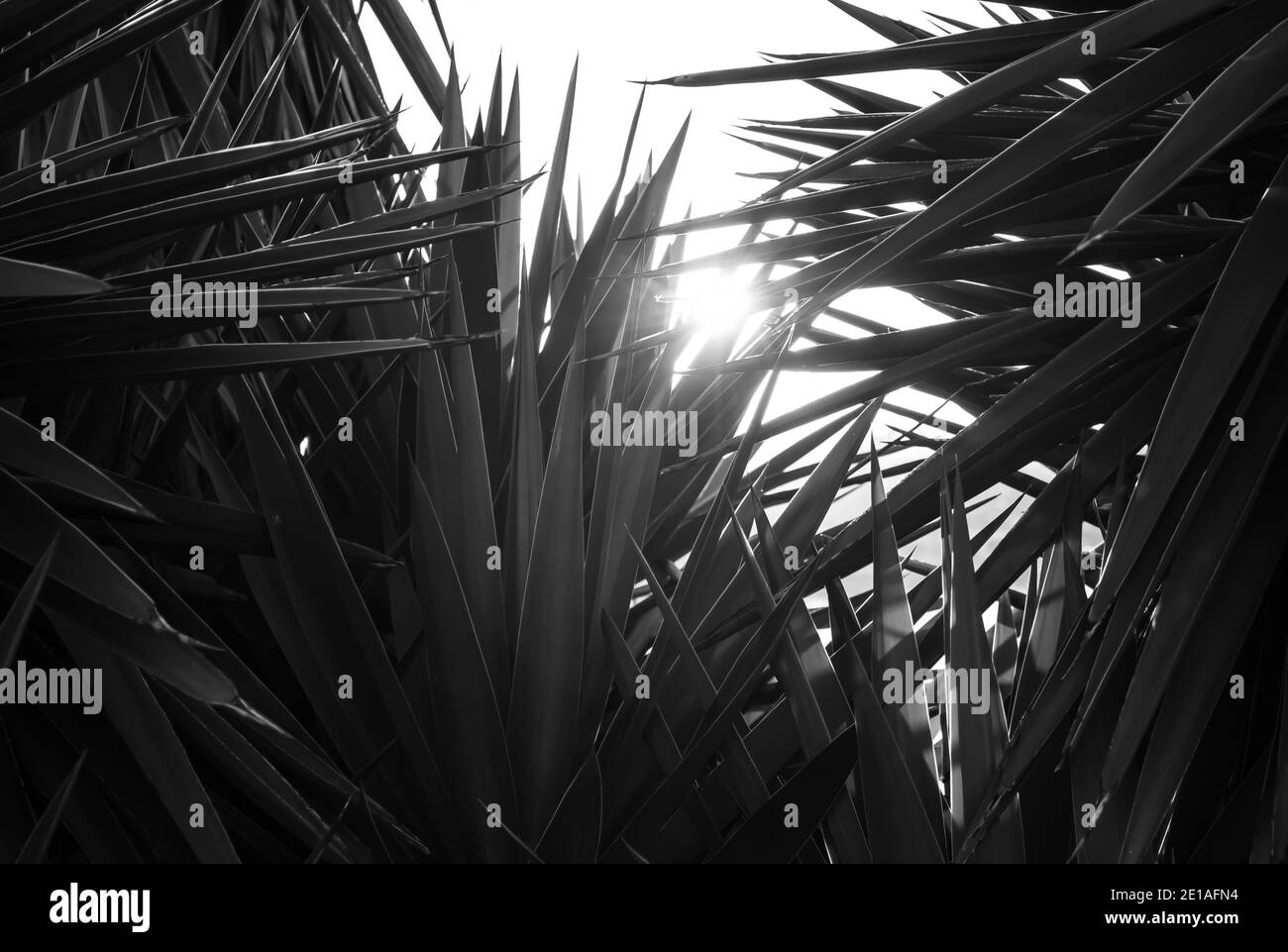Schwarz-Weiß-Foto einer Pflanze. Stockfoto
