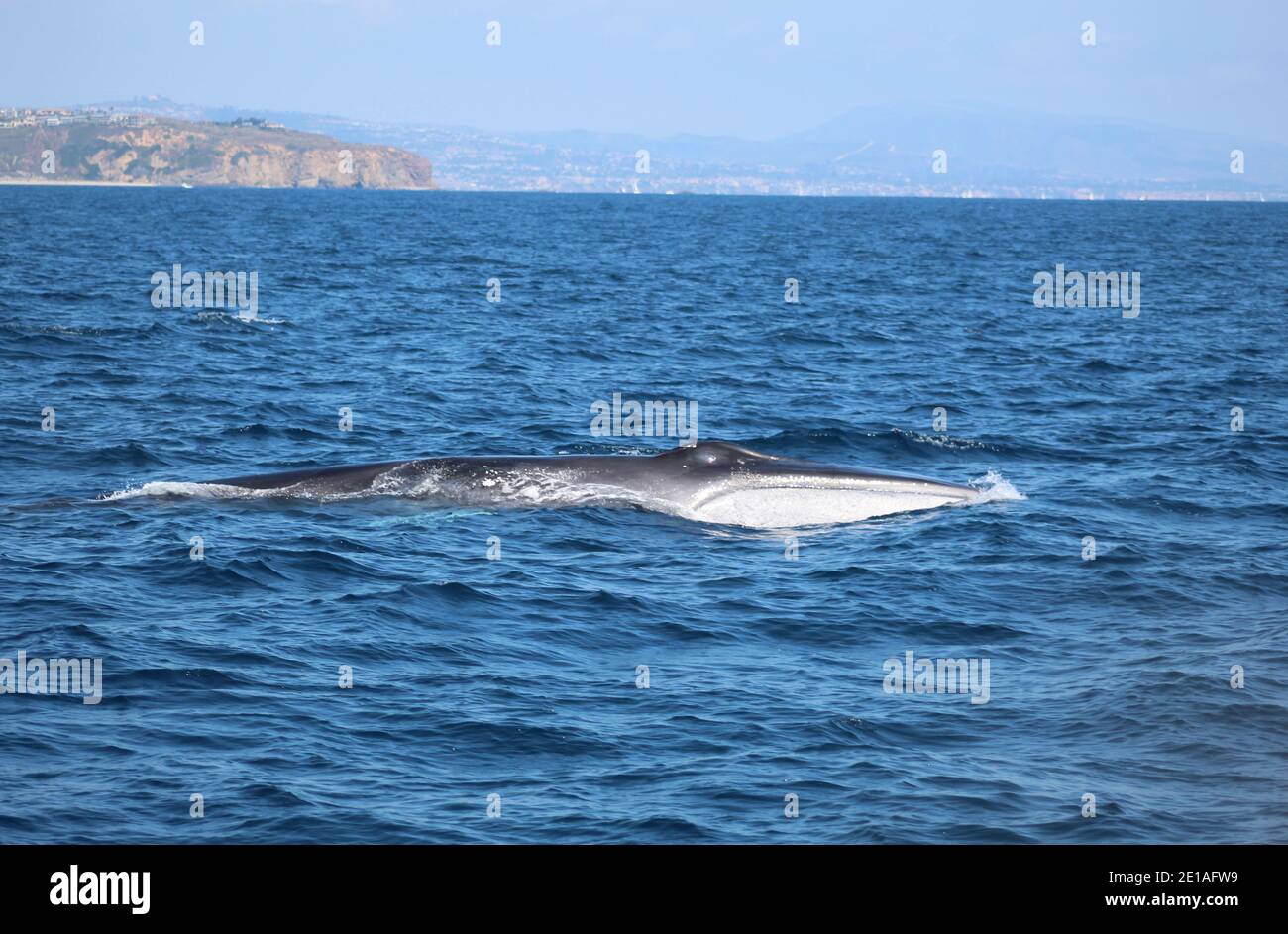 Walbeobachtung in Dana Point Kalifornien Stockfoto