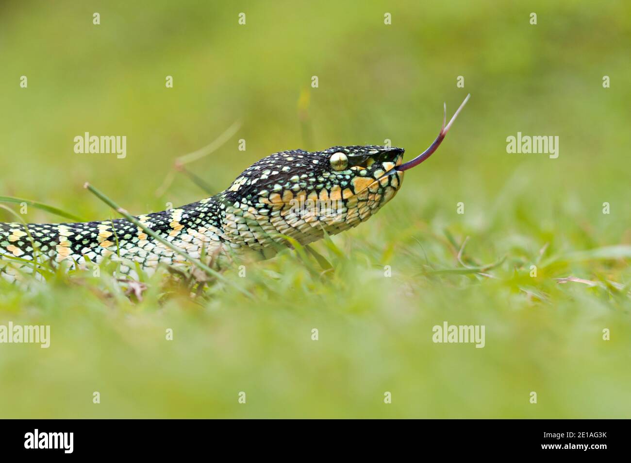 wagler-Grubenviper oder Tropidolaemus wagleri auf Gras Stockfoto