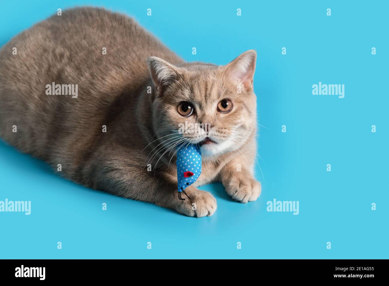 Eine pfirsichfarbene britische Kurzhaar-Katze hält eine blaue Maus Spielzeug in den Zähnen und schaut auf die Kamera Stockfoto