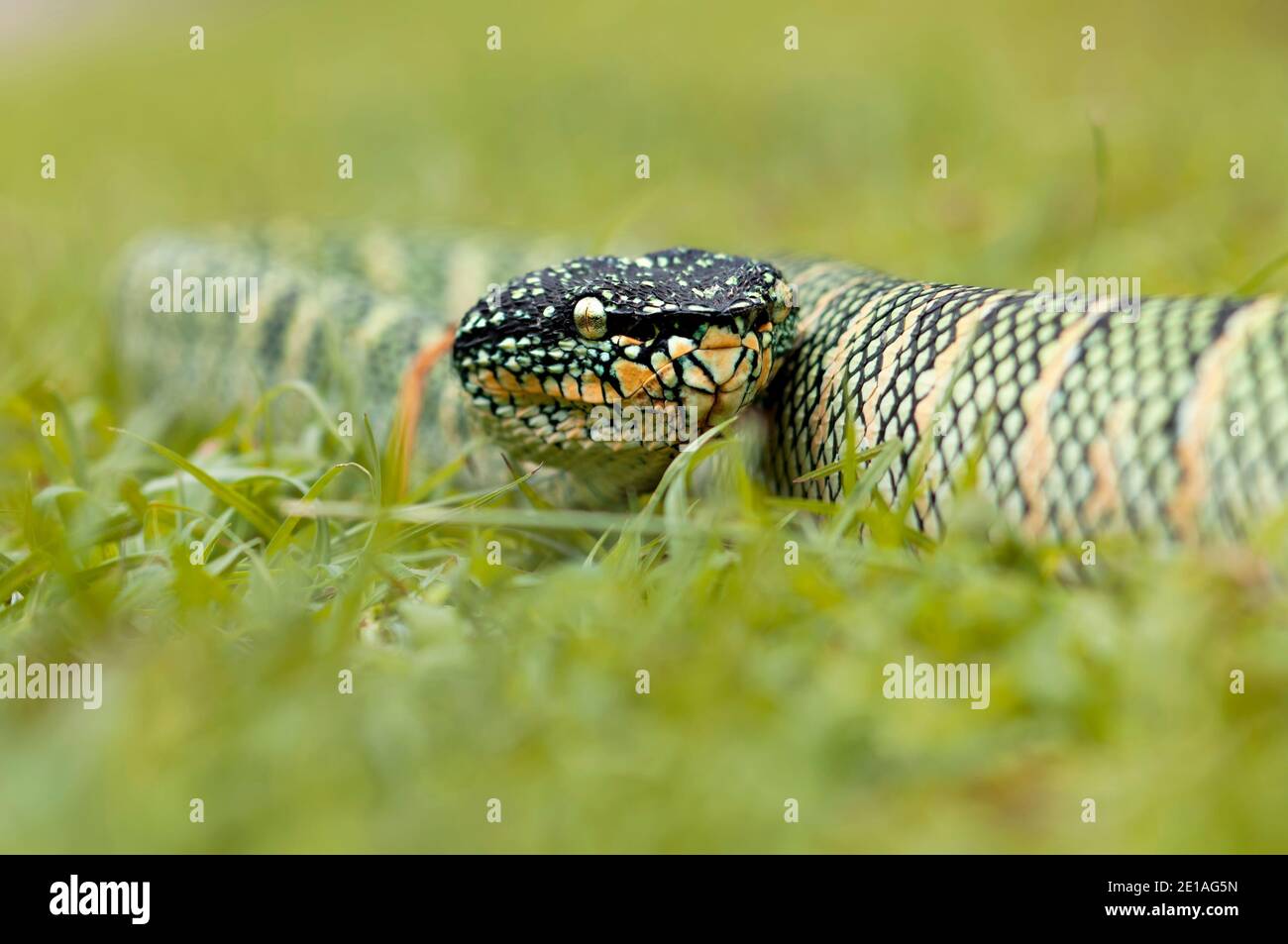 wagler-Grubenviper oder Tropidolaemus wagleri auf Gras Stockfoto