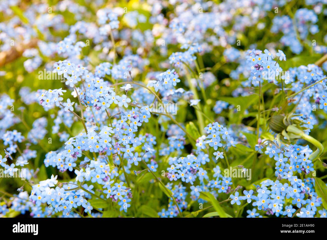 Wiese Pflanze Hintergrund: blaue Blümchen - Vergissmeinnicht hautnah und grünen Rasen. Flachen DOF Stockfoto