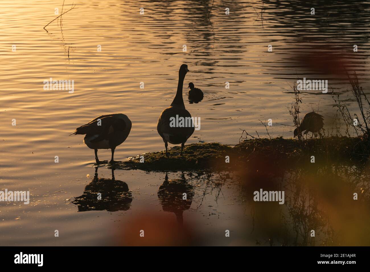 Zwei Kanadagänse (Branta canadensis) stehen am Rand des Wassers in der Nähe von zwei anderen Wasservögeln, die bei Sonnenuntergang von rötlichen Blättern umrahmt werden. Stockfoto