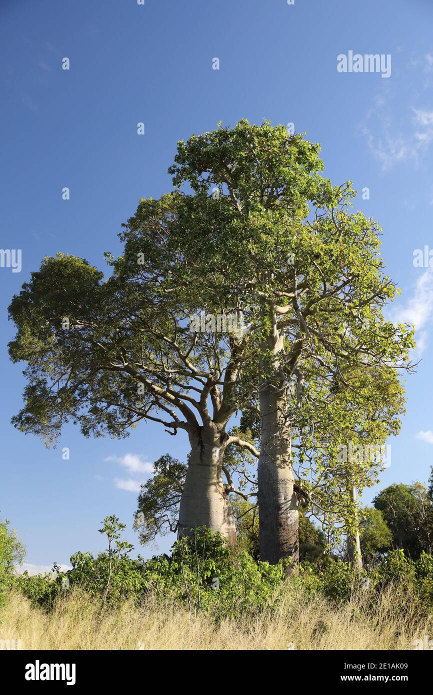 Schmalblättriger Flaschenbaum oder Queensland Flaschenbaum (Brachychiton rupestris), Queensland, Australien Stockfoto