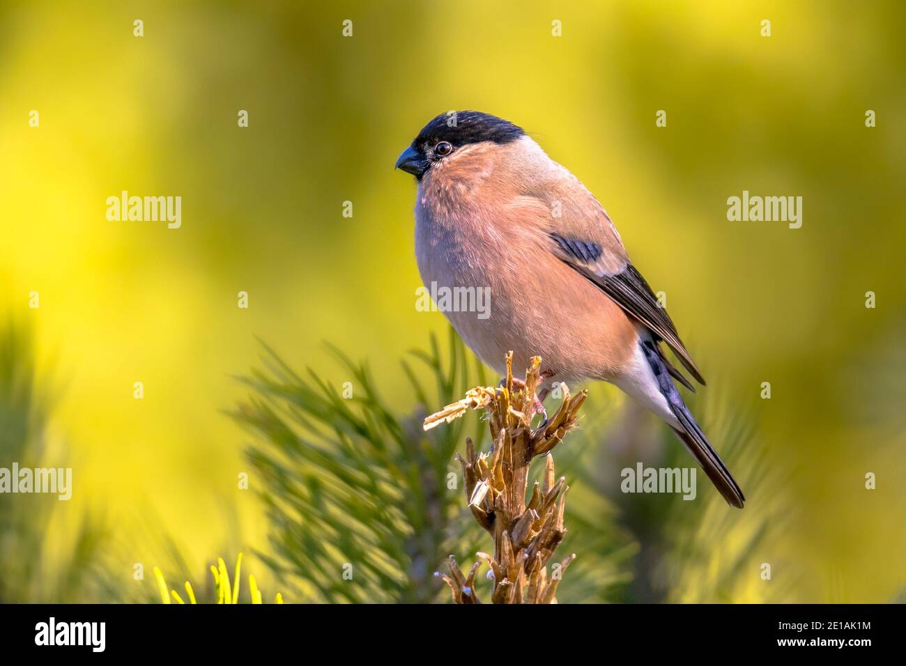 Eurasischer Gimpel (Pyrrhula pyrrhula) Vogel, der auf einem Ast thront. Weibliche singvogel in natürlichen Lebensraum. Wildlife-Szene aus der Natur. Der Eurasische Gimpel Stockfoto