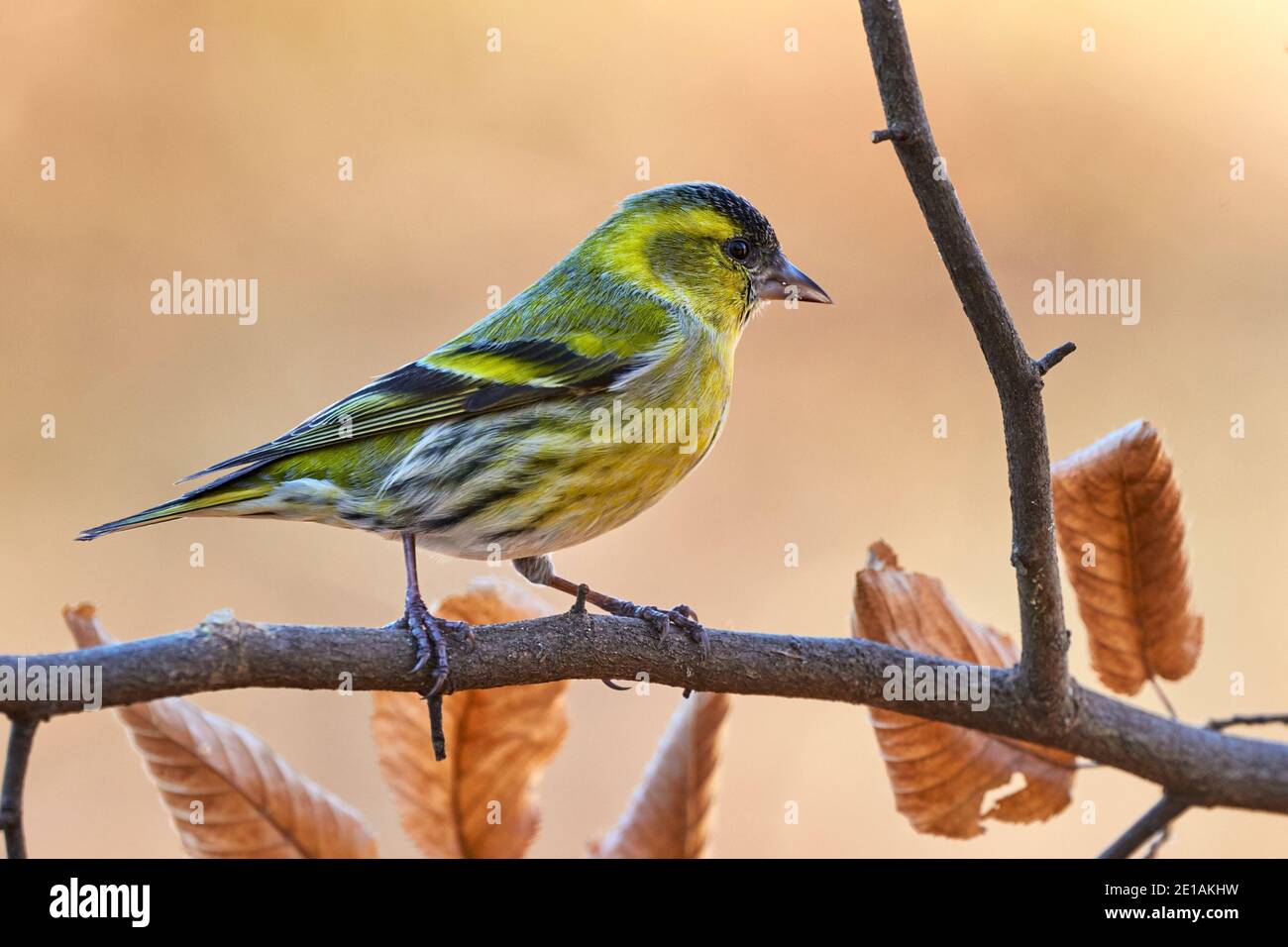 Männliche eurasische Siskin (Spinus spinus). Kleiner europäischer Vogel der Finkenfamilie. Stockfoto