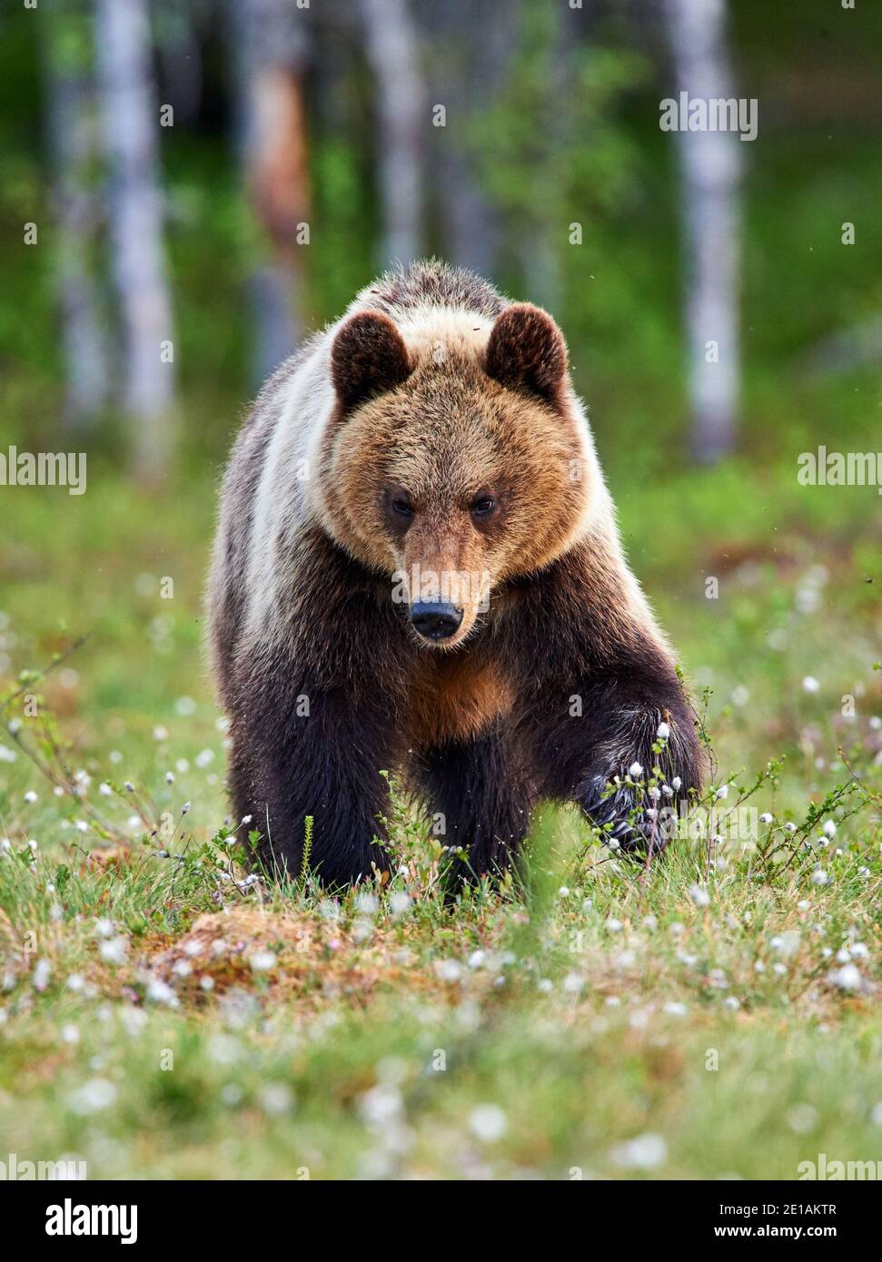 Schöne braune Bär in der finnidh Taiga im späten Frühjahr fotografiert. Stockfoto