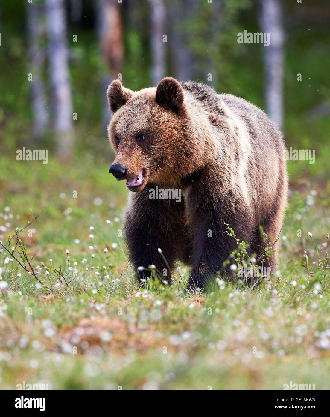 Schöne braune Bär in der finnidh Taiga im späten Frühjahr fotografiert. Stockfoto